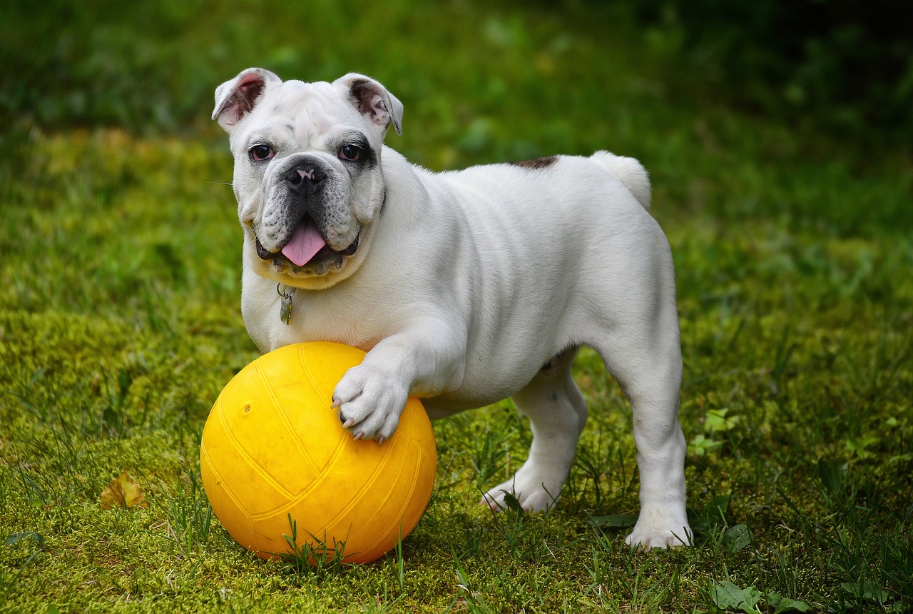 Perro jugando